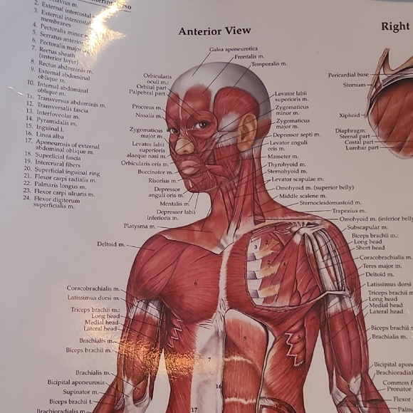 Human Muscular System Educational Poster - Picture 2 of 5